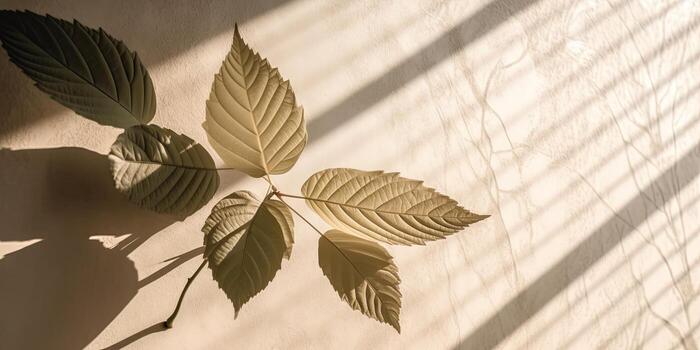 Minimal abstract concrete texture background, neutral colored background wall textured surface with shadow for cosmetic spa health wellness product presentation. illustration photo