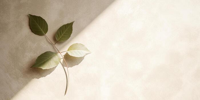 Minimal abstract concrete texture background, neutral colored background wall textured surface with shadow for cosmetic spa health wellness product presentation. illustration photo