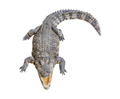 Siamese crocodile open mouth png