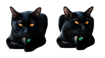 retrato sentado negro gato png