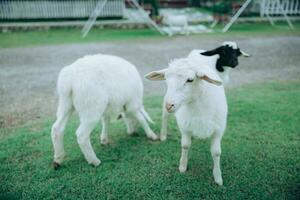 Three sheep on the grass field. photo