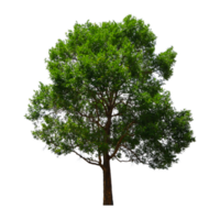 albero su sfondo trasparente png