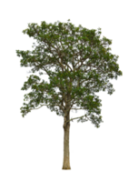 árbol sobre fondo transparente png