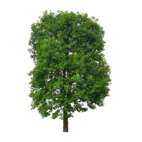 Trees on transparent background for illustration png