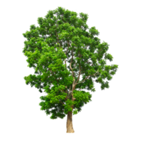 Baum auf transparentem Hintergrund png