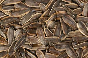 Sunflower seed on white background photo