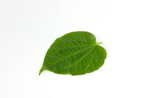 Wild Pepper Leaf photo