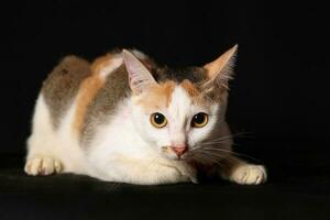 Grey orange white cat sit on black background photo