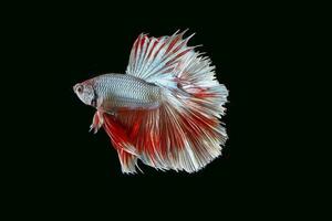 Colourful Beta fighter fish photo