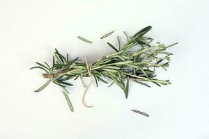 Rosemary Herb green fragrant branch on white background photo