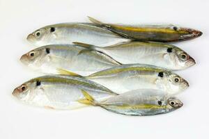 Raw fresh small yellow striped tervally banded slender fish photo