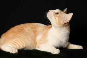 orange white cat sit on black background photo