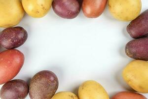 red purple yellow multi tri color small baby potato on white background frame border copy text space photo