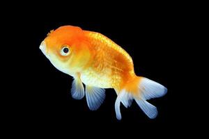 GoldFish aquarium pet photo