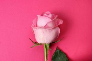 Colorful variety rose flower on white background light pinkish pink yellow white on pink background photo