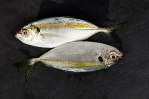 Raw fresh small yellow striped tervally banded slender fish photo