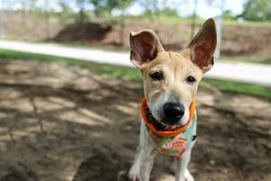 Cute dog wearing scarf play nose smell look at camera pose outdoor park photo