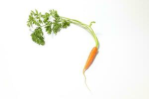 Small baby carrot with green leafs photo