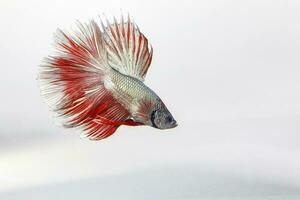 Colourful Beta fighter fish photo