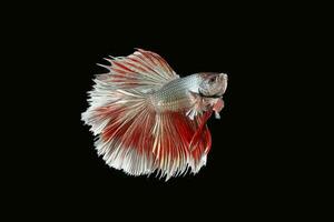 Colourful Beta fighter fish photo