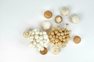 Mix white brown shimeji button mushroom on white background photo