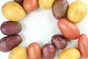 red purple yellow multi tri color small baby potato on white background frame border copy text space photo