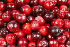 Small Red Cranberry photo