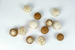 Mix white brown button mushroom top view on white background photo