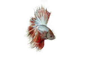 Colourful Beta fighter fish photo