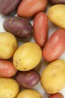 red purple yellow multi tri color small baby potato on white background photo