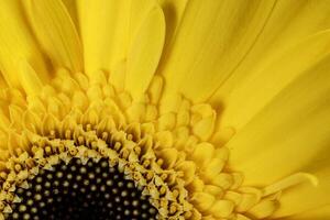 Yellow daisy flower on macro closeup on white background photo