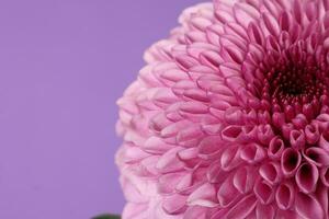 Purple violet chrysanthemum mum flower macro closeup on purple violet background photo