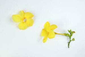 Yellow allamanda bell flower on white paper background text copy space minimalist concept photo