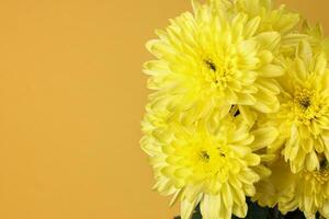 small yellow chrysanthemum mum flower bunch macro closeup on white background photo