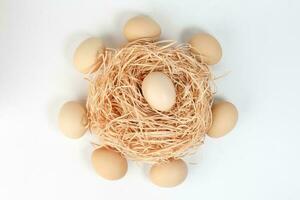 Egg on nest in circle of eggs on white background photo