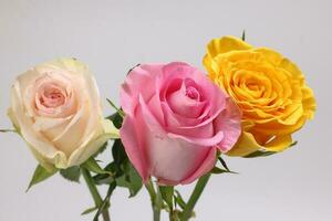 Light pink yellow white rose flower closeup macro petals circle move shake on white background photo