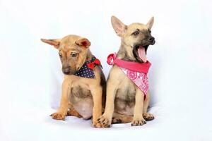 Two Cute puppy wearing scarf play love care on white background photo