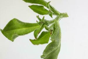 Ice plant vegetable greed frosty leaf photo