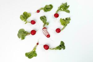 Small red radish on white background photo