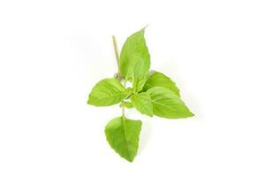 Green Thai Basil photo