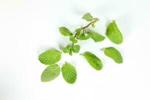 Green Mint Leaf photo