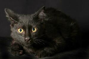 Black cat glowing eye sit on black background photo