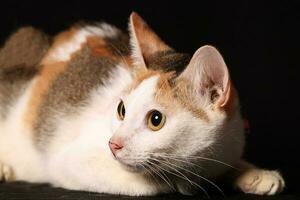 Grey orange white cat sit on black background photo