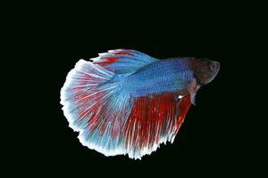 Colourful Beta fighter fish photo