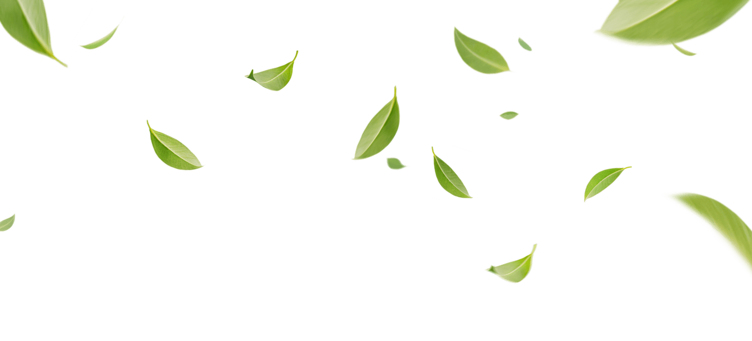 Tea Leaves PNGs for Free Download