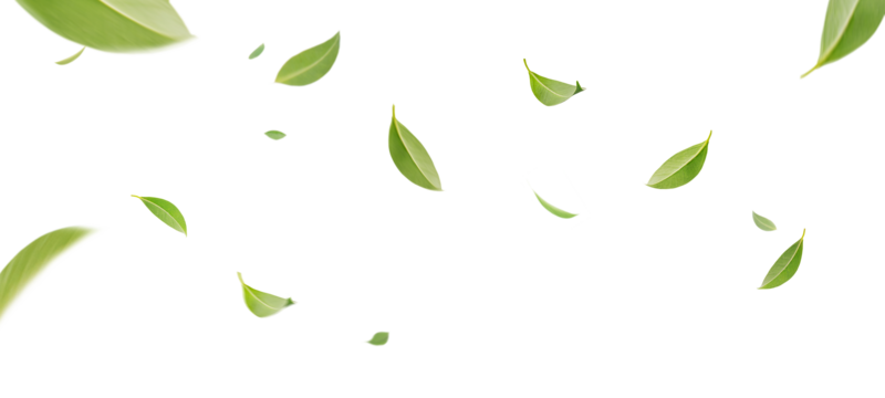 Tea Leaves PNGs for Free Download