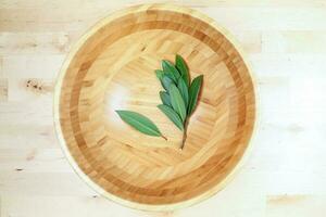 Bay leaf herb spice photo