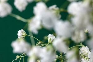 Small white busy baby breath flower bunch on green background photo