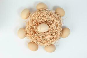 Egg on nest in circle of eggs on white background photo