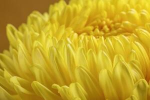 Large yellow chrysanthemum mum flower closeup macro on yellow background photo